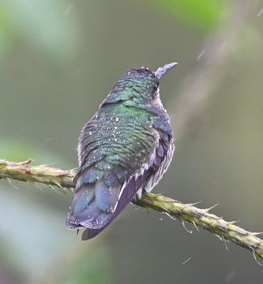 Crowned Woodnymph