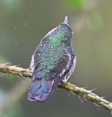 Crowned Woodnymph