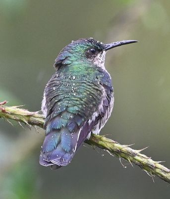 Crowned Woodnymph