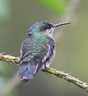 Crowned Woodnymph