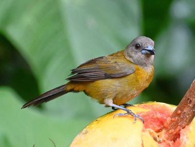 Female Scarlet-rumped Tanager
We rode on into town and stopped at Sendero Bogarín (the Bogarín Trail), a place with lots of trails and lots of birds.