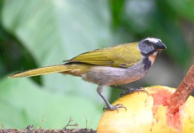 Buff-throated Saltator