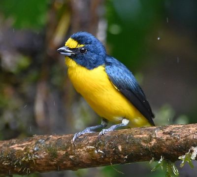 Yellow-throated Euphonia