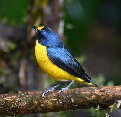 Yellow-throated Euphonia