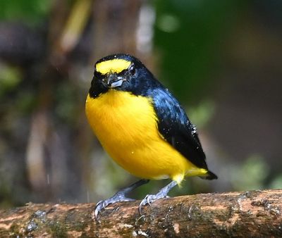 Yellow-throated Euphonia