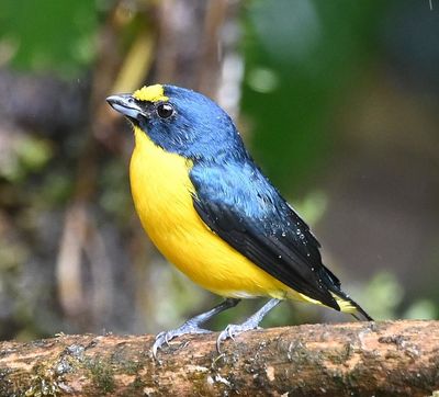 Yellow-throated Euphonia