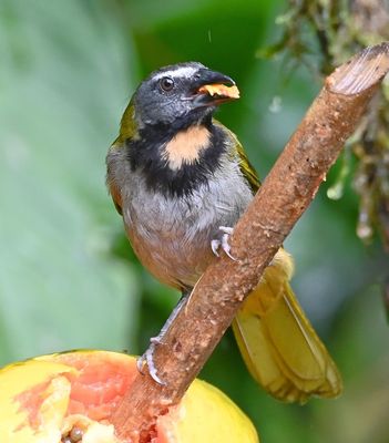 Buff-throated Saltator