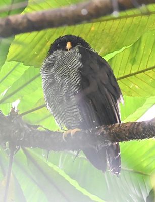 Black-and-white Owl