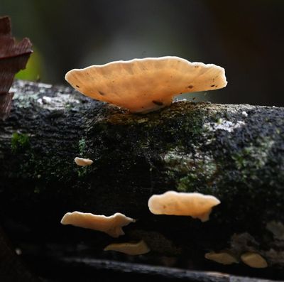 Bracket Fungi
(Family polyporaceae)