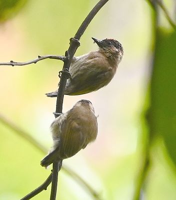 Olivaceous Piculets
Not a great photo, but...