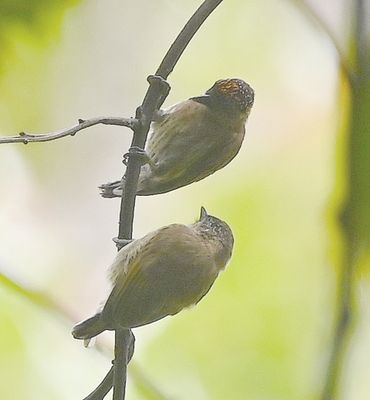 Olivaceous Piculets