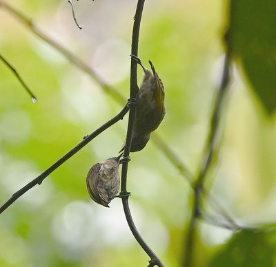 Olivaceous Piculets, adult feeding a juvenile, or maybe, some courtship behavior