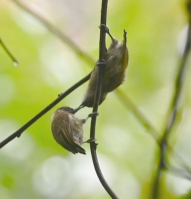 Olivaceous Piculets, one feeding the other