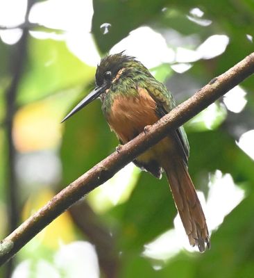 Rufous-tailed Jacamar, above the trail