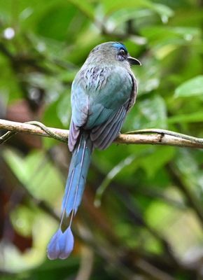 Back view of a Keel-billed Motmot