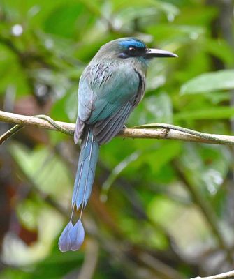Profile of the keel bill of the Keel-billed Motmot