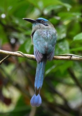 The Keel-billed Motmot, staring us down