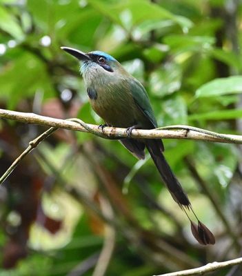 Front view of the Keel-billed Motmot