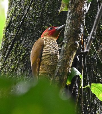 Rufous-winged Woodpecker