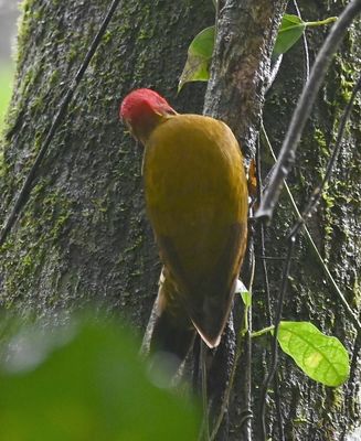 Rufous-winged Woodpecker