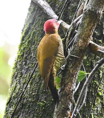 Rufous-winged Woodpecker