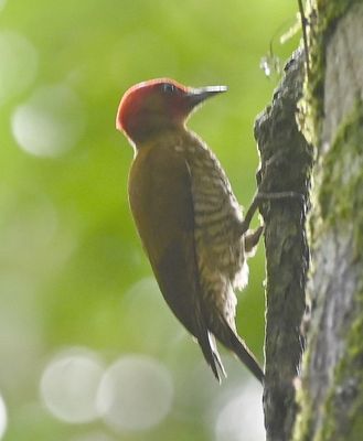 Rufous-winged Woodpecker