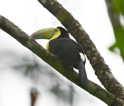Keel-billed Toucan
