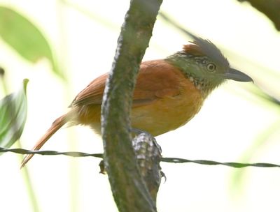 Female Barred Antshrike