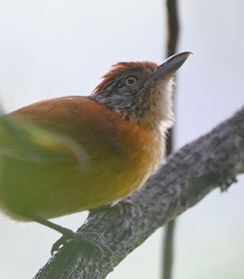 Female Barred Antshrike