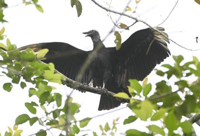 Black Vulture