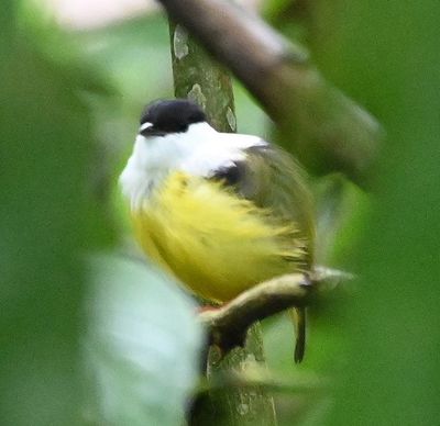 White-collared Manakin