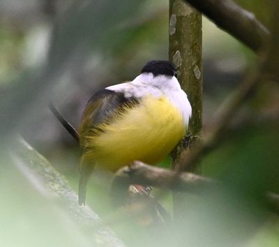 White-collared Manakin