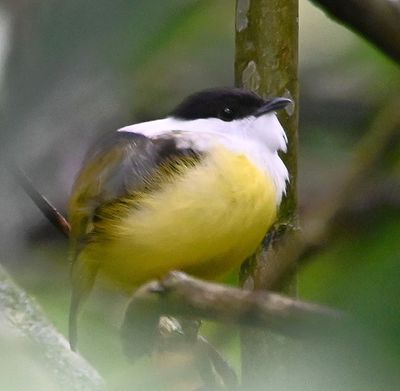 White-collared Manakin