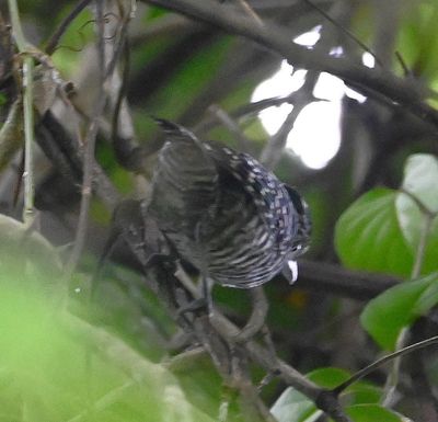 Male Barred Antshrike