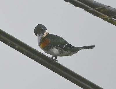 Green Kingfisher