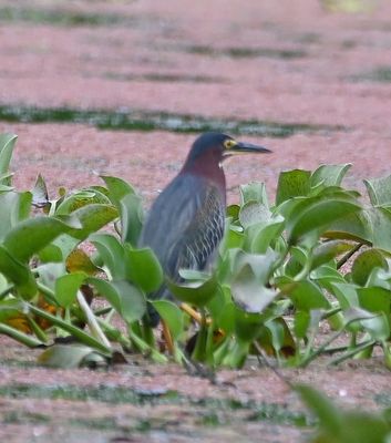 Green Heron