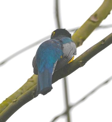 Gartered Trogon