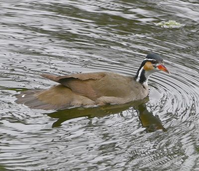 Sungrebe