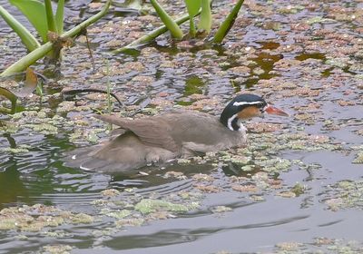 Sungrebe, swimming around among the water hyacinths and duckweed