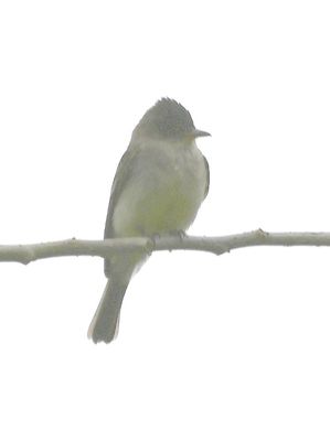 Eastern Wood-Pewee