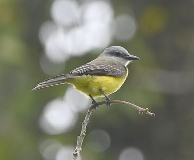 Tropical Kingbird