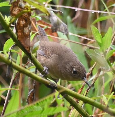 On our way back to the bus, we found a House Wren in the grass on the dike.