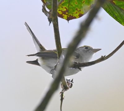 Immature Chestnut-sided Warbler
