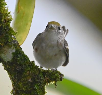 Chestnut-sided Warbler