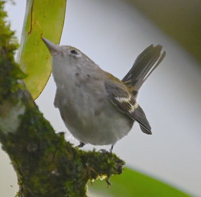 Chestnut-sided Warbler
