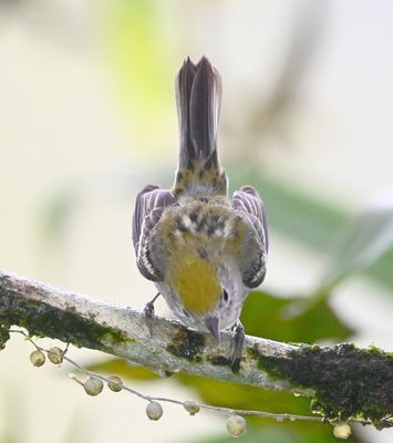 Chestnut-sided Warbler