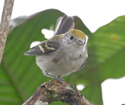 Chestnut-sided Warbler