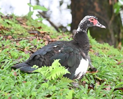 Muscovy Duck