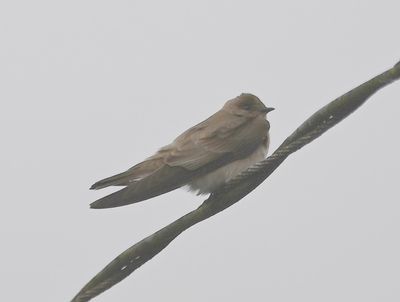 Southern Rough-winged Swallow