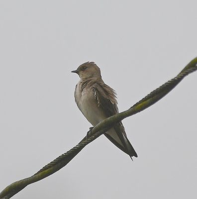 Northern Rough-winged Swallow